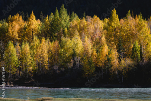 Obraz na płótnie A golden autumn forest lines the bank of a fast-flowing river in the Altai Republic, creating a vivid contrast of color and motion in a wild natural setting. w salonie