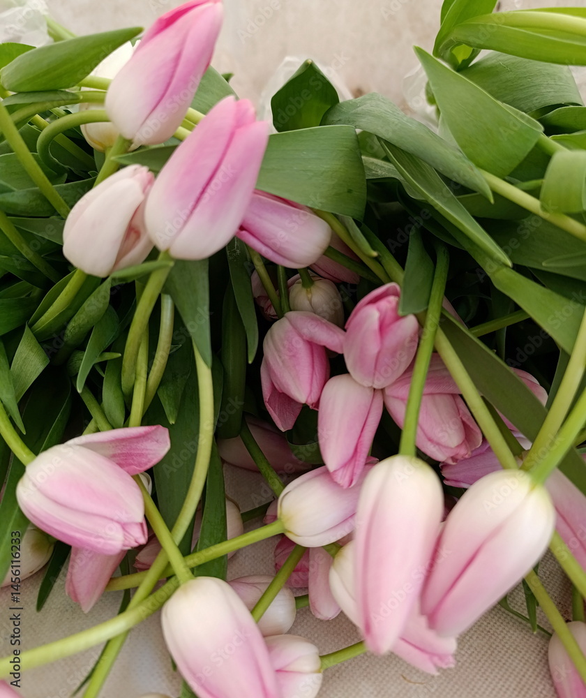 delicate pink tulips, bouquet of tulips, floral background