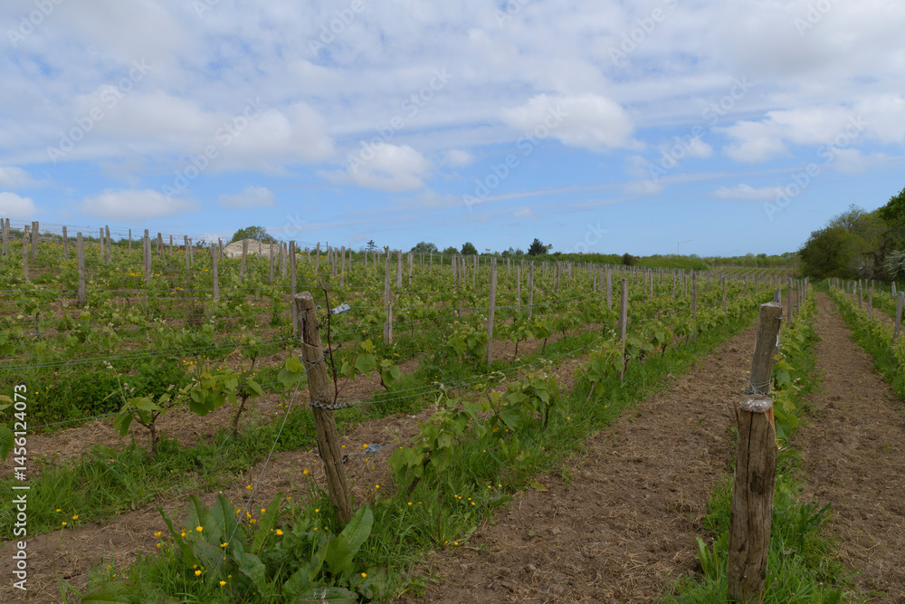 Vignes dans la vallée du Jaudy en Bretagne Vignes dans la vallée du Jaudy en Bretagne