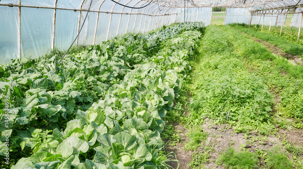 Organic vegetables grown in a polytunnel.