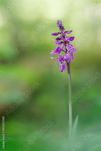 Wallpaper Mural Männliches Knabenkraut Torontodigital.ca