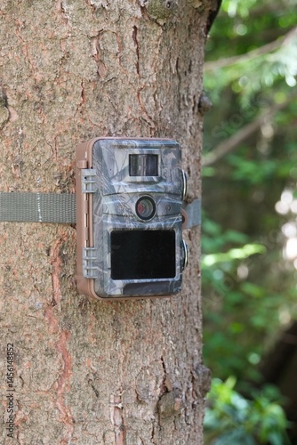 trailcam on tree trunk in woods. Camera trap in forest. Hunting cam strapped to tree trunk.