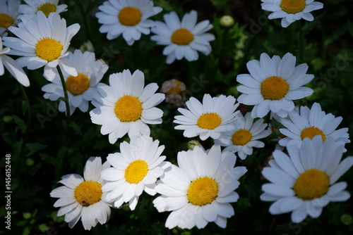 White Daisies in a Garden Sunlight and Shadows