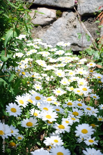 Blooming White Daisies in a Lush Green Garden