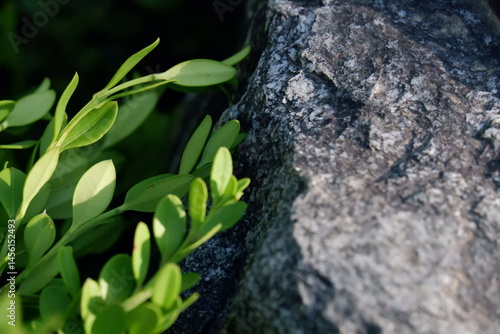 Vibrant Green Leaves Beside a Rough Grey Stone