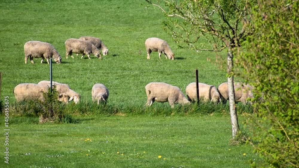 Herd of young lambs grazing the fresh green meadow Herd of young lambs grazing the fresh green meadow