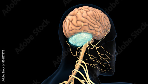 Obraz na plátne human brain cerebellum anatomy for medical concept 3D rendering