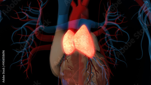 human thymus gland anatomy for medical concept 3D rendering