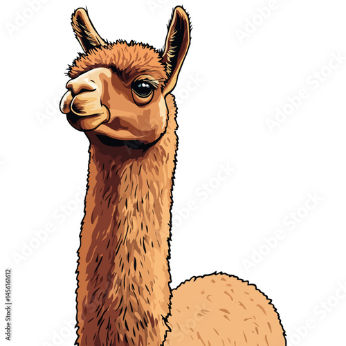 alpaca, animal, vector, transparent background, nature, pet, isolated, wildlife, mammal, cute, farm, icon, zoo, peru