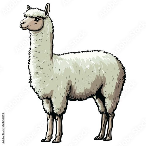 alpaca, animal, vector, transparent background, nature, pet, isolated, wildlife, mammal, cute, farm, icon, zoo, peru