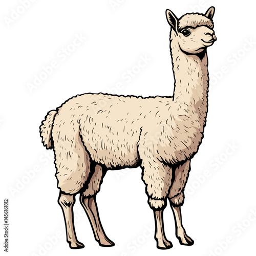 alpaca, animal, vector, transparent background, nature, pet, isolated, wildlife, mammal, cute, farm, icon, zoo, peru