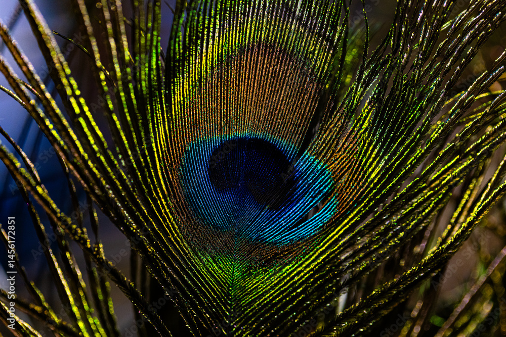 Closeup of peacock feather background