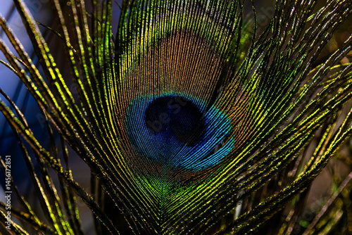 Obraz na płótnie Closeup of peacock feather background w salonie