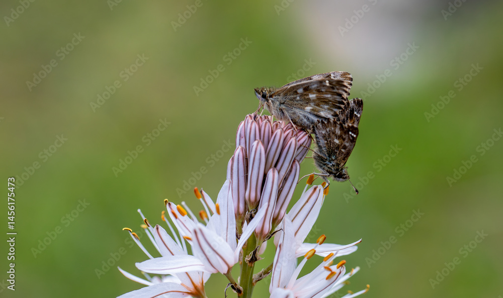 Marshmallow Skipper butterfly pair (Carcharodus alceae)