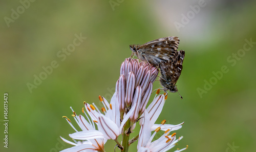 Obraz na płótnie Marshmallow Skipper butterfly pair (Carcharodus alceae) w salonie