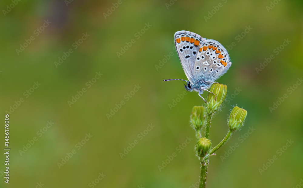 Brown Multi-Eyed Butterfly (Polyommatus agestis) on a plant