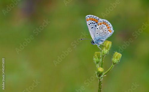 Obraz na płótnie Brown Multi-Eyed Butterfly (Polyommatus agestis) on a plant w salonie