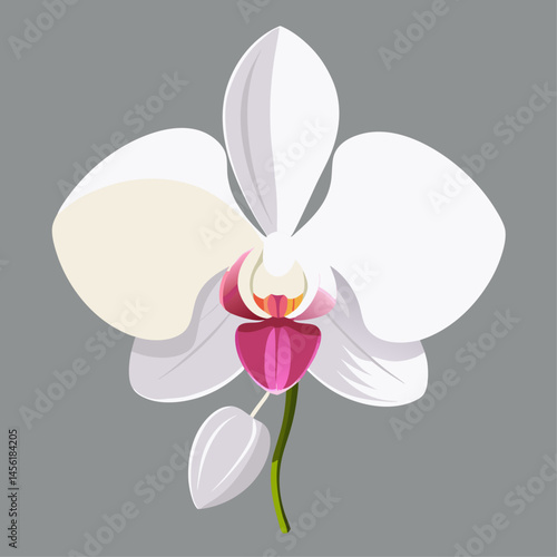 A white flower with a red center. The flower is the main focus of the image. The flower is surrounded by a gray background