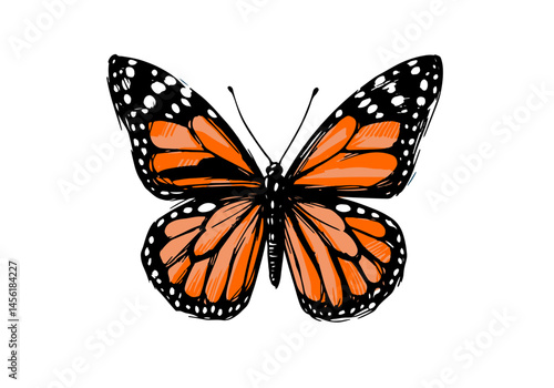 Colored Butterfly Hand Drawn Illustration Vector Isolated by AZ for Books, Arts, Design and Decoration Graphic Asset