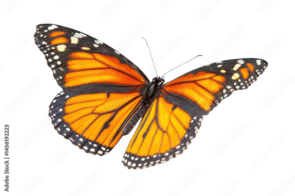 Monarch Butterfly's wings in vivid display in nature, wings color pattern detail. Monarch Butterfly's wings in vivid display in nature, wings color pattern detail.
