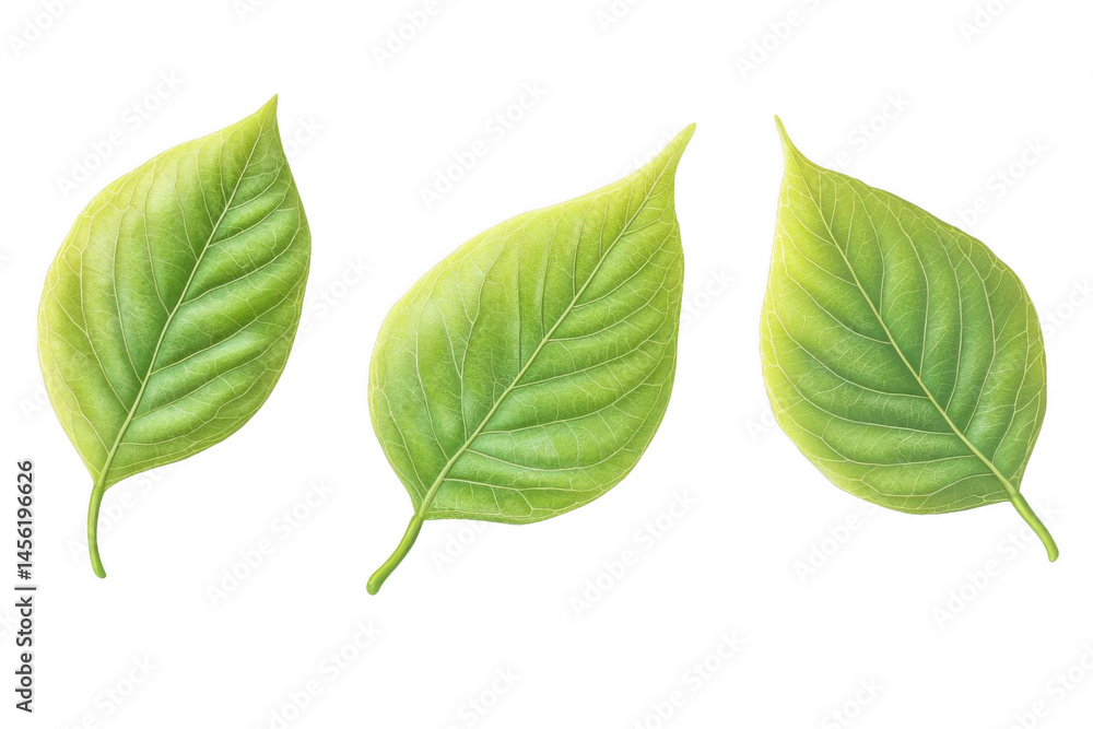 Green Leaves Illustrate Growth and Vitality in Springtime Concept Green Leaves Illustrate Growth and Vitality in Springtime Concept