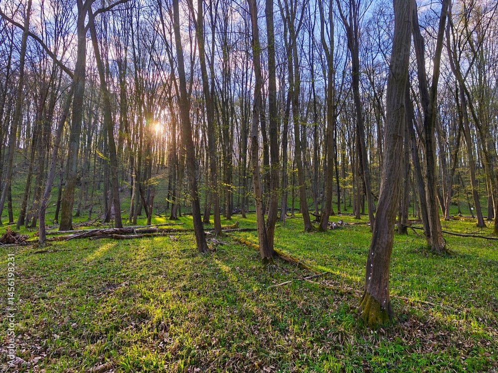 Fototapeta premium Beautiful green forest with trees in the background. Concept for nature and environment. Spring in the forest landscape.