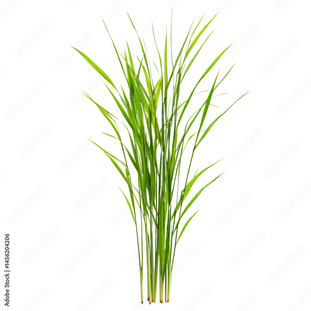 Lemon Grass isolated on white background Lemon Grass isolated on white background