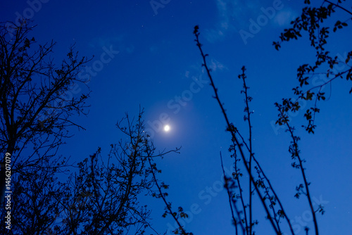 The blue evening sky, the moon is high in the sky, visible through the branches of the trees. A picture that inspires calm and tranquility.