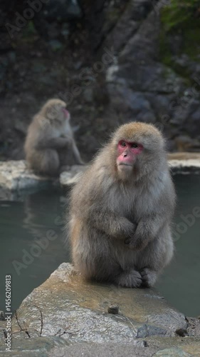 Japanese macaques relaxing in steaming natural hot springs, surrounded by snowy landscape in Jigokudani Monkey Park, Nagano during winter season