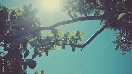 Sunlight Through Lush Green Leaves Tree Branches Summer Sky