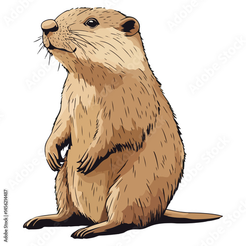 beaver, animal, vector, transparent background, mammal, rodent, nature, cute, wildlife, furry, small, brown, zoo, isolated