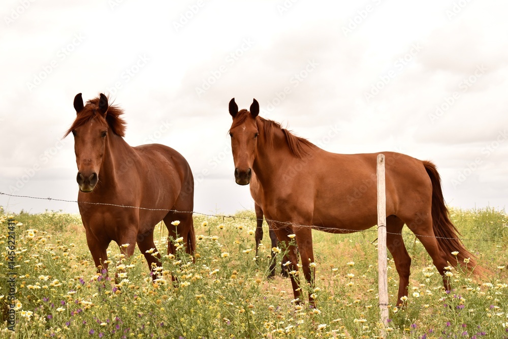 Obraz premium Two bay horses standing in a green field. Natural countryside scene with farm animals in open pasture.