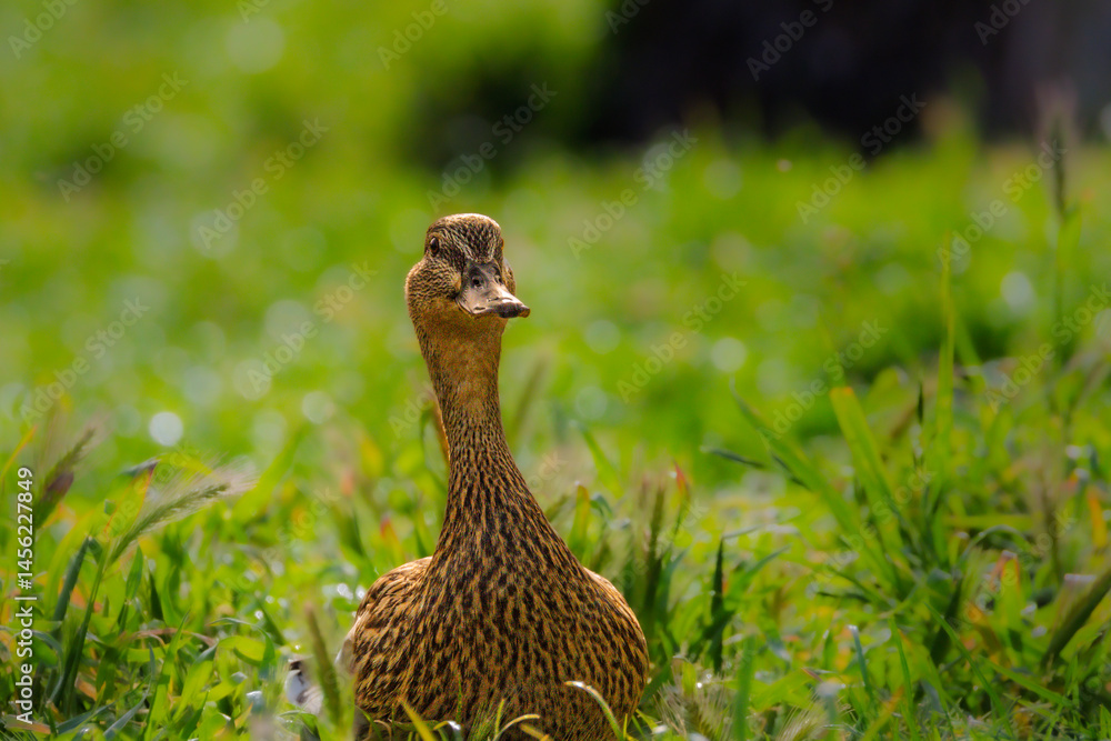 mallard duck in the morning light