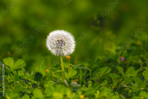 dandelion pappus close-up in the morning light