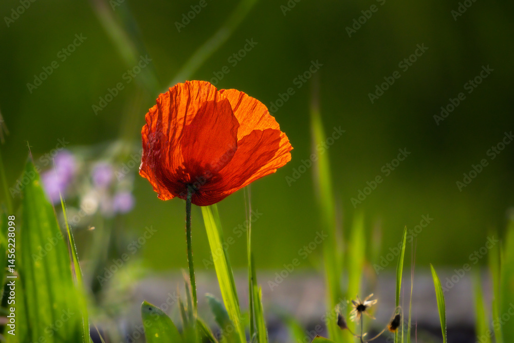poppy close-up in the morning light