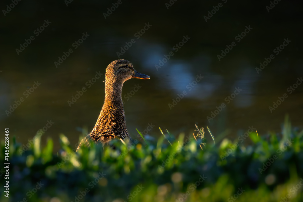 mallard duck in the morning light