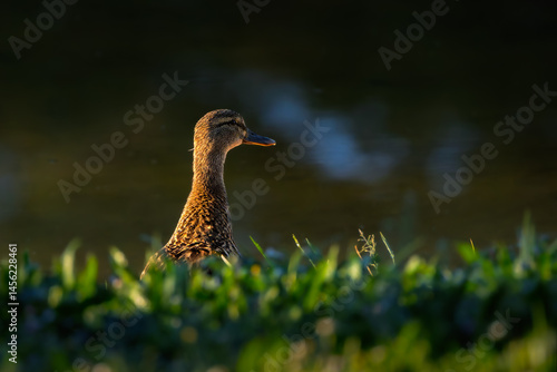Obraz na płótnie mallard duck in the morning light w salonie