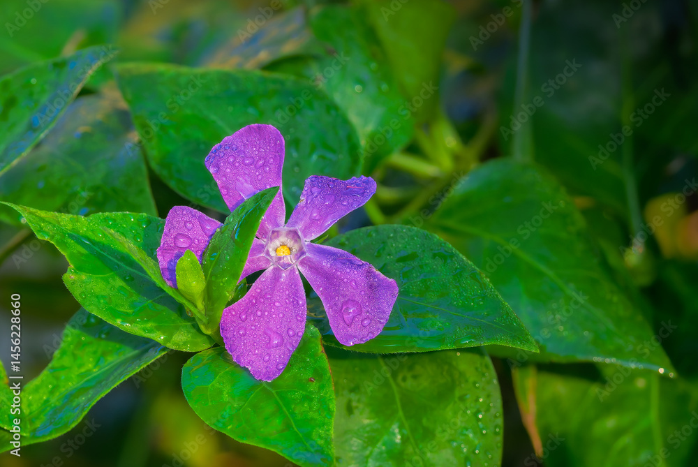bigleaf periwinkle close-up in morning light