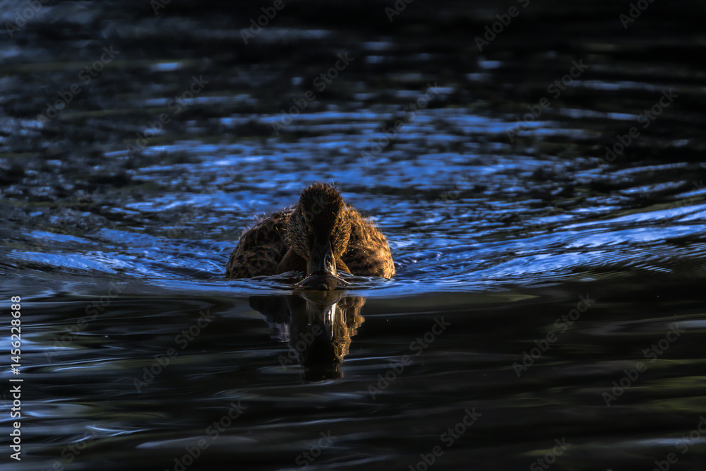 mallard duck in the morning light