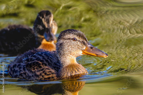 mallard duck in the morning light