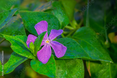 Obraz na płótnie bigleaf periwinkle close-up in morning light w salonie