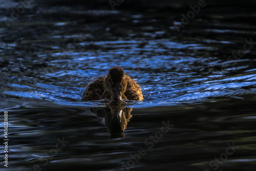 Obraz na płótnie mallard duck in the morning light w salonie