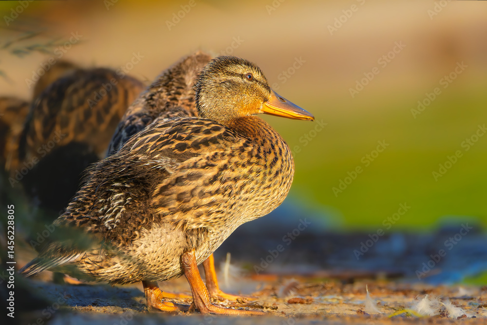 mallard duck in the morning light