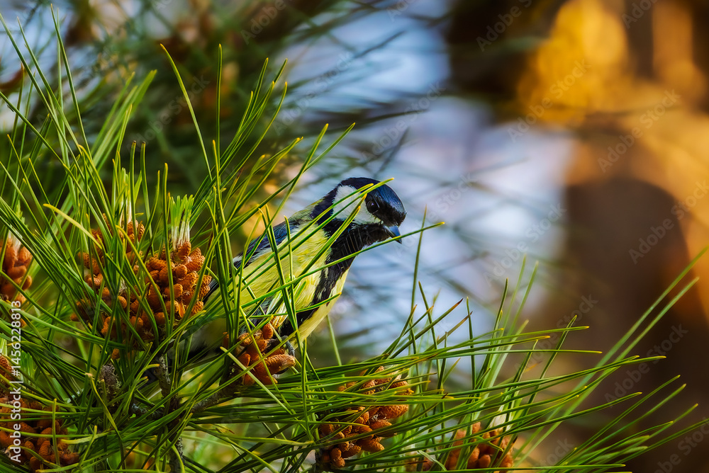 Great Tit perched on a branch in the morning light