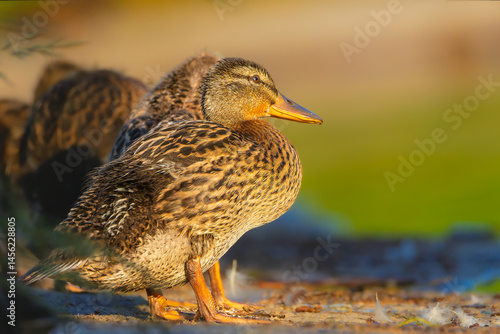 mallard duck in the morning light