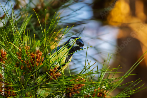 Obraz na płótnie Great Tit perched on a branch in the morning light w salonie