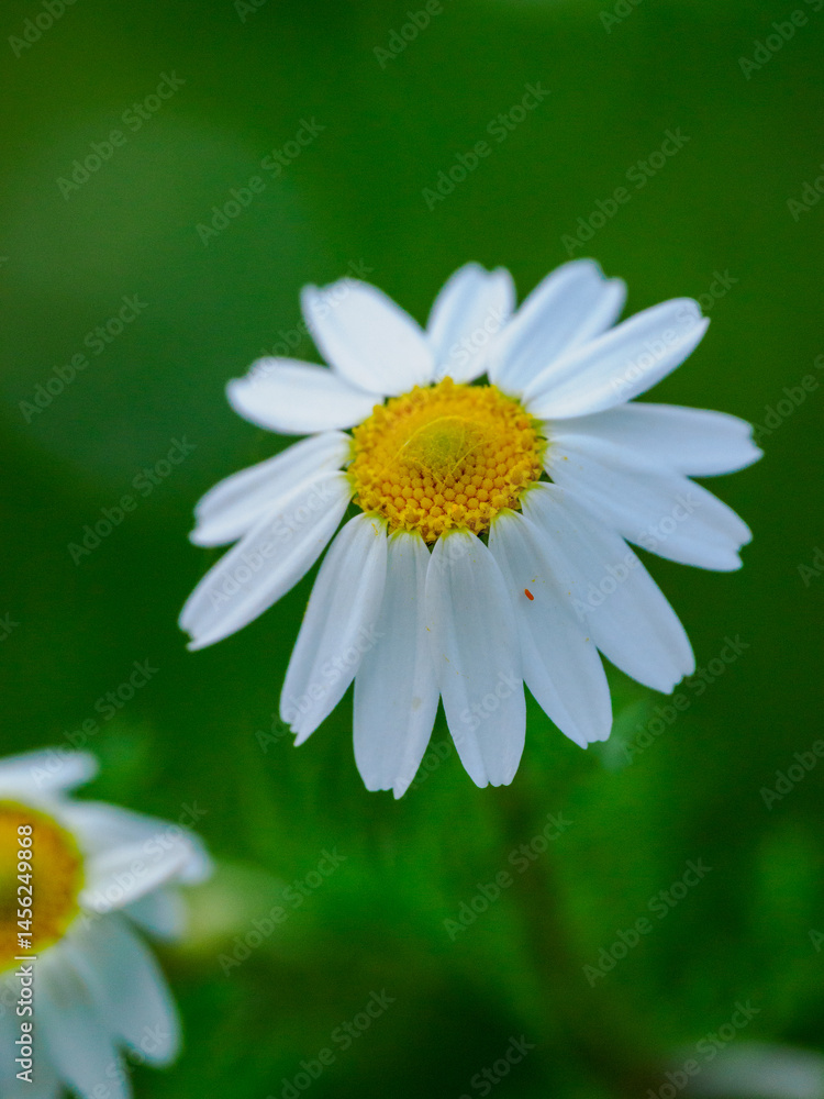 Obraz premium Flor blanca
