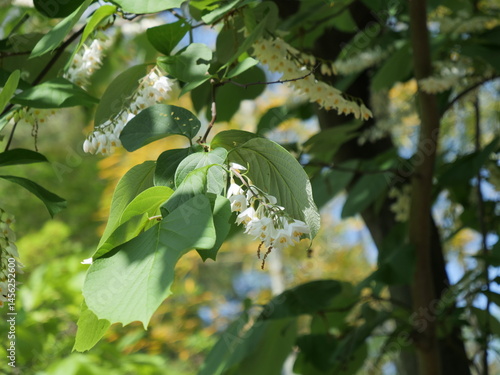 公園でエゴノキが花を咲かせている