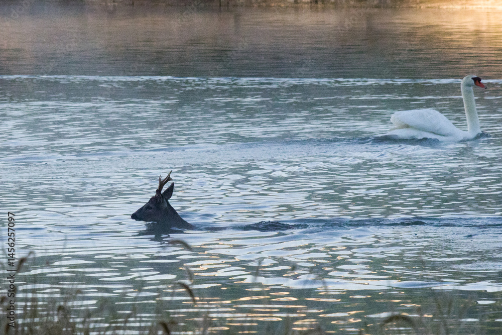 Naklejka premium A roe deer fallen into a lake