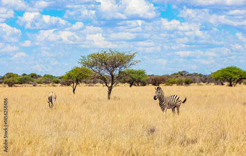 Photography View of wildlife animals in game reserve on safari
